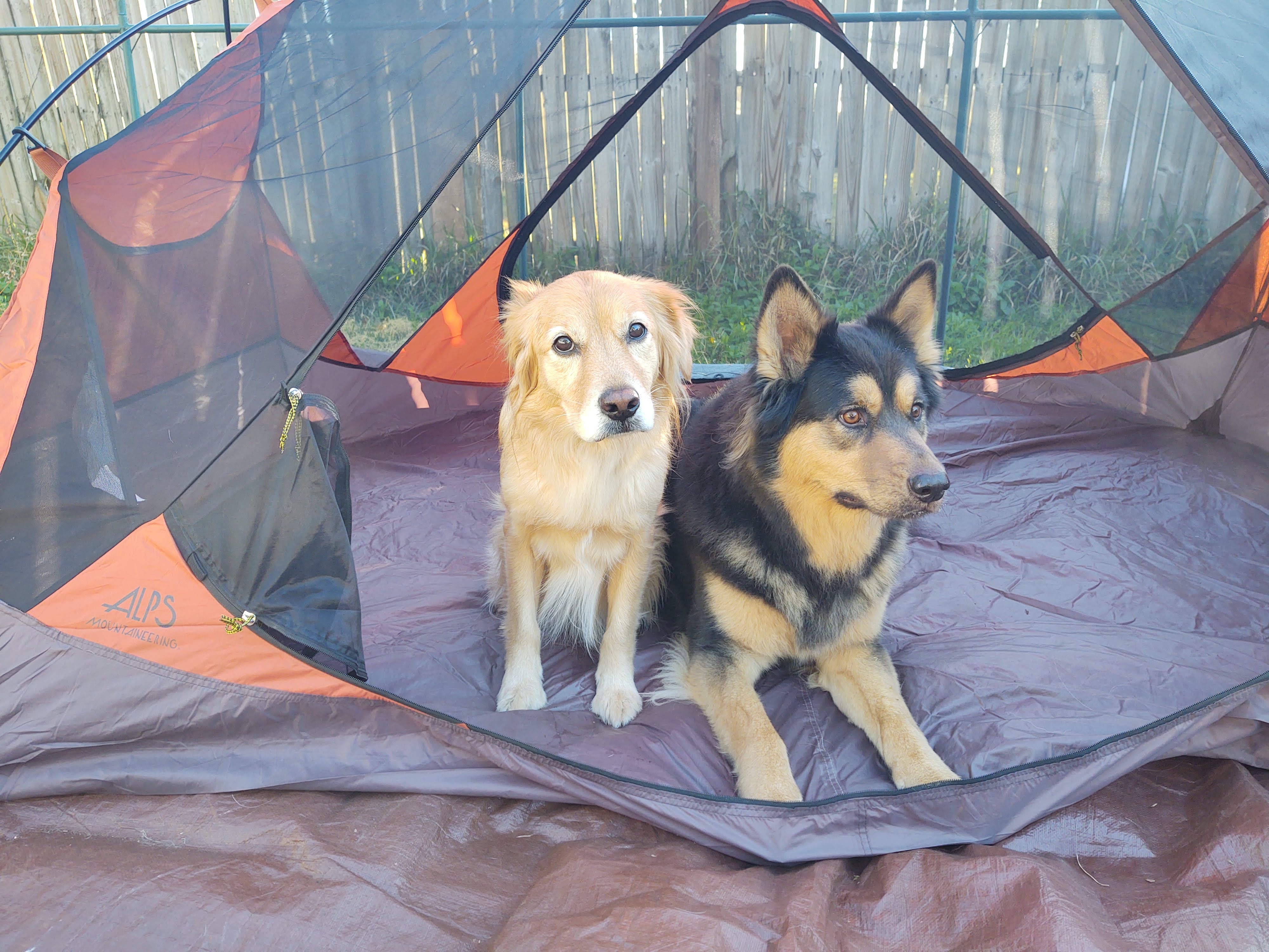 Talia's two dogs in a camping tent